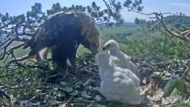 Eastern Imperial Eagles Altyn Altynay.2023.06.10ALTYNAY FEEDS EAGLETS.SOLNECNIE ORLI. смотреть онлайн