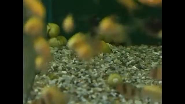 домик в домике улитка в аквариуме смотреть онлайн