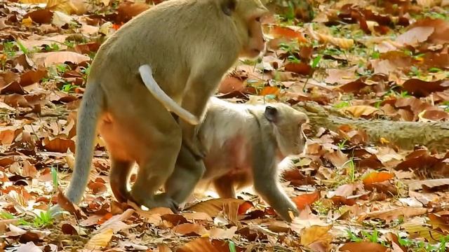 Wow! King Skippy Do Like This To Pity Tima Monkey