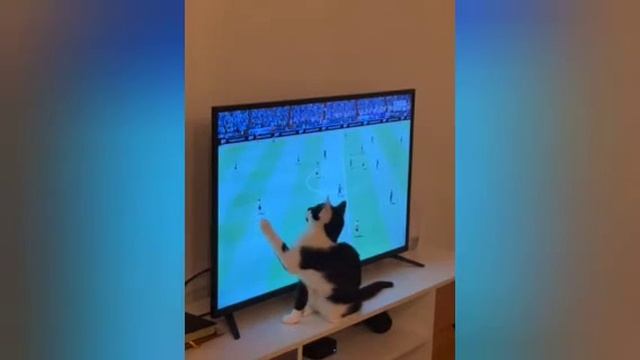 Как Кошка Марина смотрит Телевизор