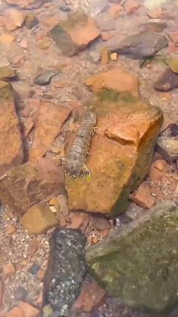 strategy Fishing chinese hunt Various Marine 🐙🐬Animals. смотреть онлайн