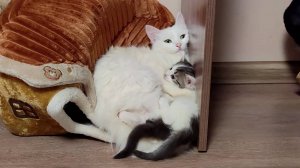 Мама-кошка любит своих котят. Котята мешают кошке-маме спать.