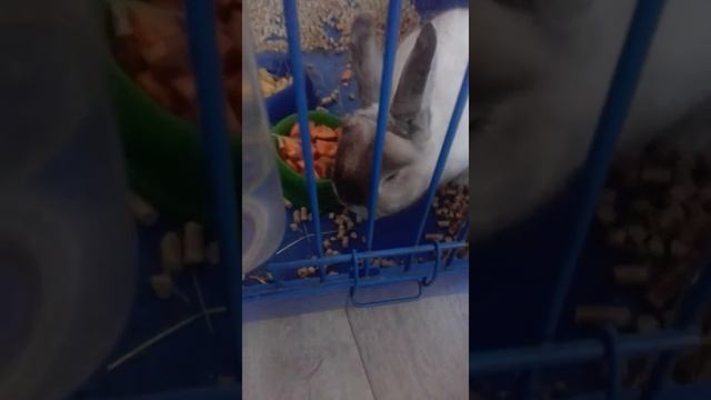 Игры с кроликом