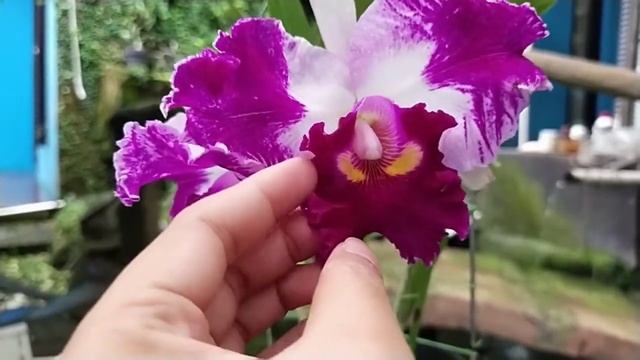 Cattleya Chan Hsiu Jewel смотреть онлайн