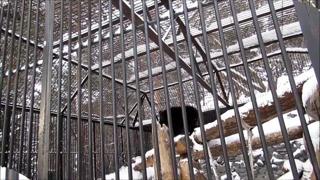 Гималайскому медвежонку тоже не спится 06.01.19 смотреть онлайн
