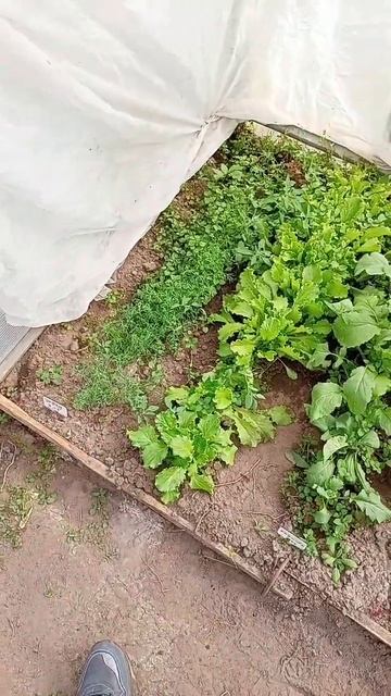 редиска и капуста и салат и укроп смотреть онлайн