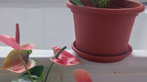 Пересадка Антуриума в домашних условиях.
