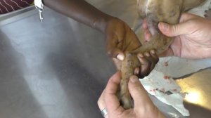 Mangoworm - The Fatou & Grace puppy Follow up, Parasites