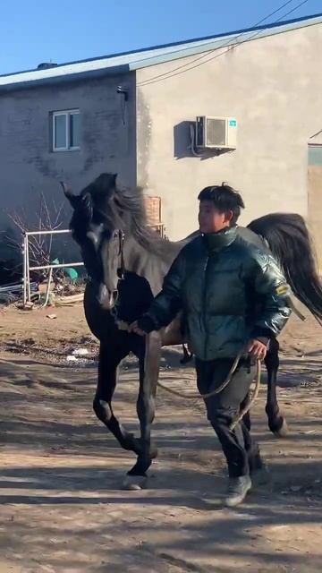 Horse mating cute - Most breeding horse смотреть онлайн