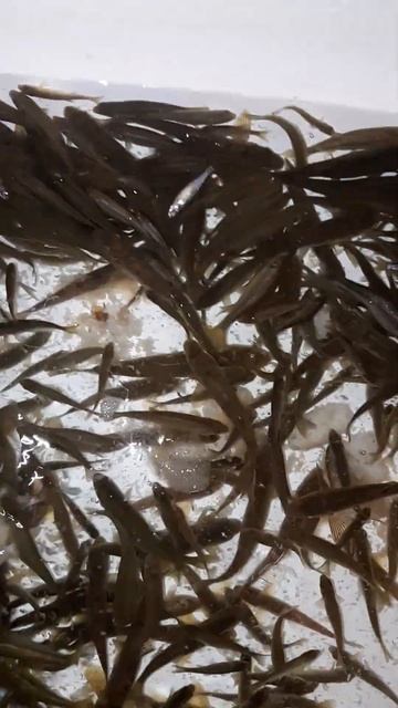 малёк смотреть онлайн