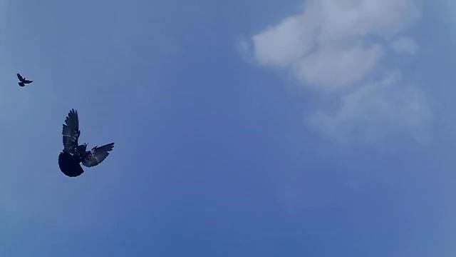 Бакинские бойные голуби.(1) смотреть онлайн