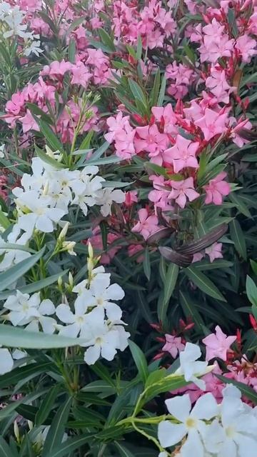 Море.Крым .Симеиз. Цветы. #2023 #отпуск #отдых #счастье #крым #море #симеиз #цветы #дива