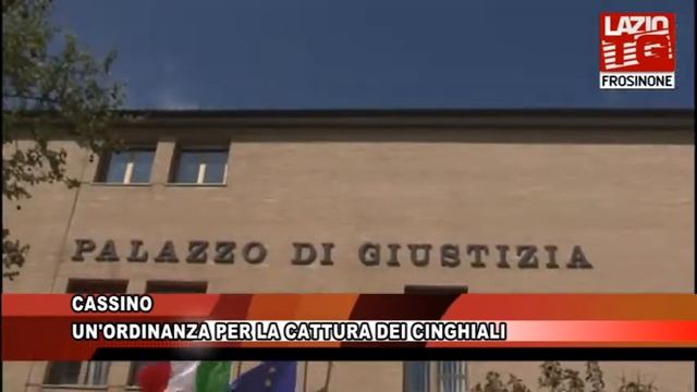 CASSINO UN'ORDINANZA PER LA CATTURA DEI CINGHIALI смотреть онлайн