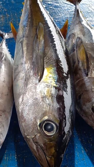 Skipjack tuna #Shorts смотреть онлайн