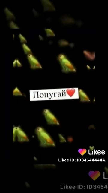 Эдит{Попугай,Барсук,Мышь,Крыса,Бурундук} смотреть онлайн