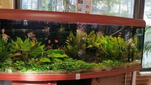 Обзор аквариума с эхинодорусами 06. 05. 2024 г.