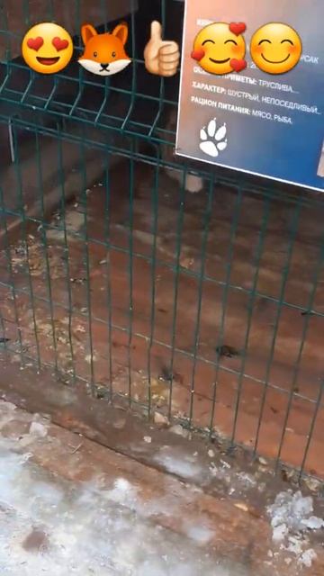 #лиса# люблю лис