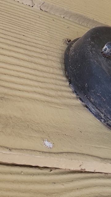 MUST SEE!!!! Jumping Spider Attacks A Mealybug Destroyer