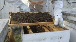 Второй весенний осмотр пчел. Пчеловодство 23