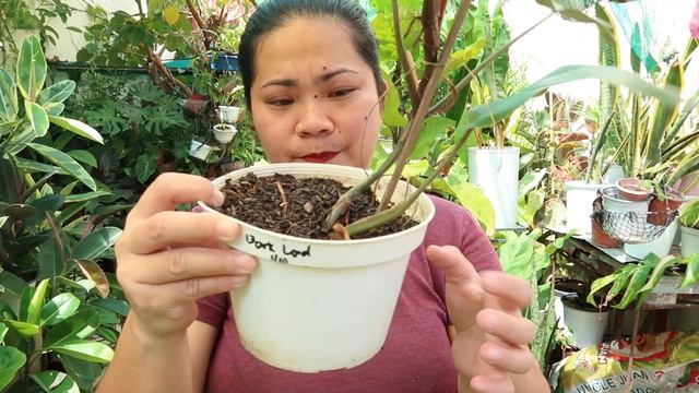 SAMAHAN NYO AKO NA IPROPAGATE SI GIANT EPI FLAME! + OTHER PLANTS FOR SALE TODAY! смотреть онлайн