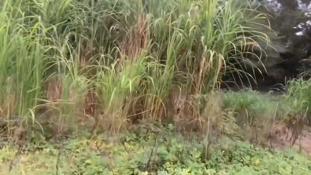 Maralfalfa pasture feed for livestock with Crude Protein Content: 17.2% смотреть онлайн