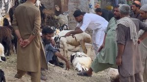 Buying goat in market prank   taking picture of stranger secretly prank and more   joker pranks