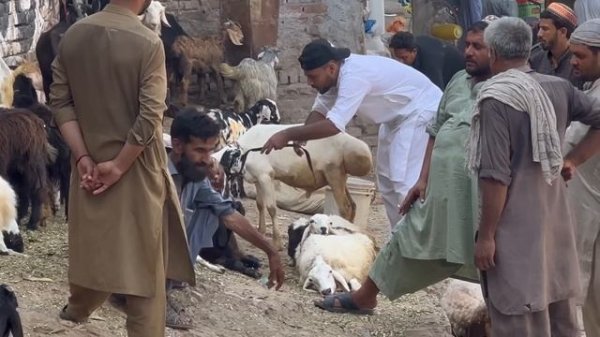 Buying goat in market prank taking picture of stranger secretly prank and more joker pranks