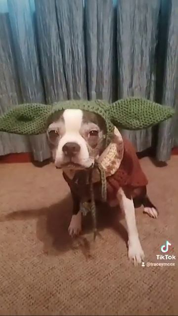 Crochet Yoda Dog Outfit by 🥊Left Hook Crochet смотреть онлайн