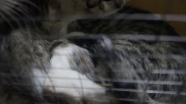 VLOG Ремонт и кошки смотреть онлайн