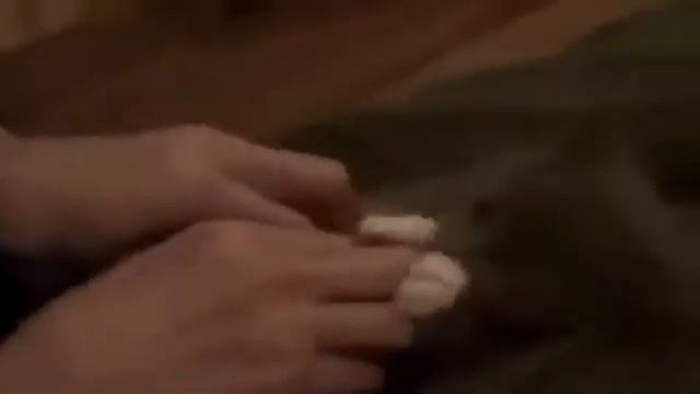 Самые смешные приколы с животными  со всего света  Animals From Around The World