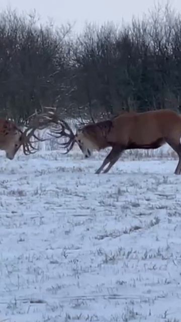 бои быков смотреть онлайн