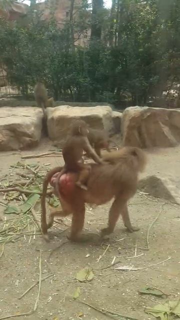 Singapore zoo смотреть онлайн