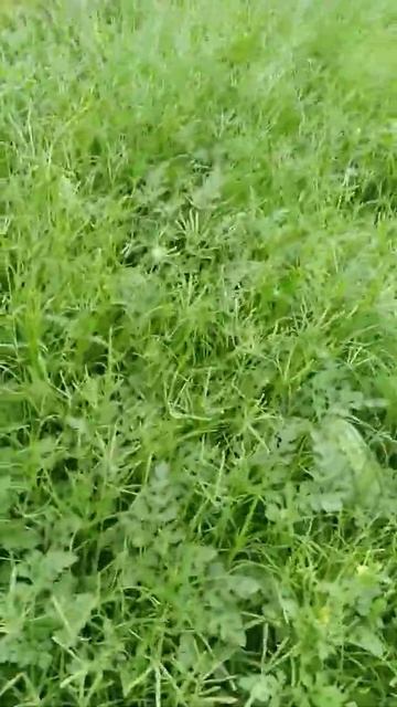 SEMANGKA PUNGGAWA F1 BERBUAH BESAR. #petaniindonesia #petanimuda смотреть онлайн