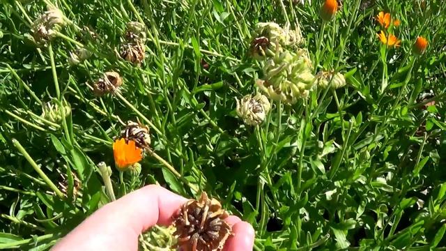 Calendula Seed смотреть онлайн
