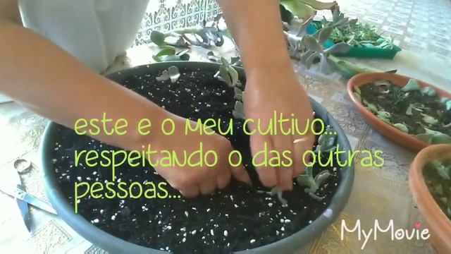 Como faço para meus berçários desenvolver 😘🍀🇵🇹 смотреть онлайн