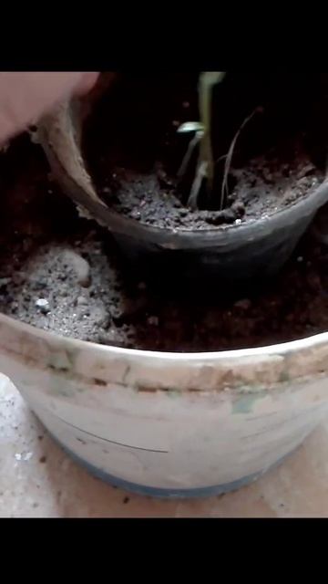 معدل نمو جذور الريحان في اسبوع باستخدام هرمون التجذير المنزلي Shorts смотреть онлайн