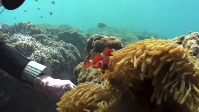 Clownfish【HD】水釜のカクレクマノミ смотреть онлайн