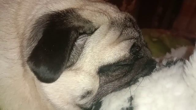 Кузина играет Розиным хвостом. смотреть онлайн