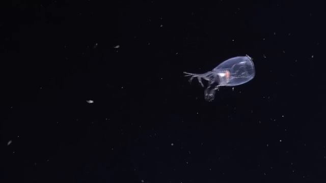 Anaximenes Amphipod | Nautilus Live
