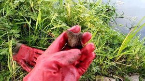 Против кавалерии вермахта конное заграждение чеснок.