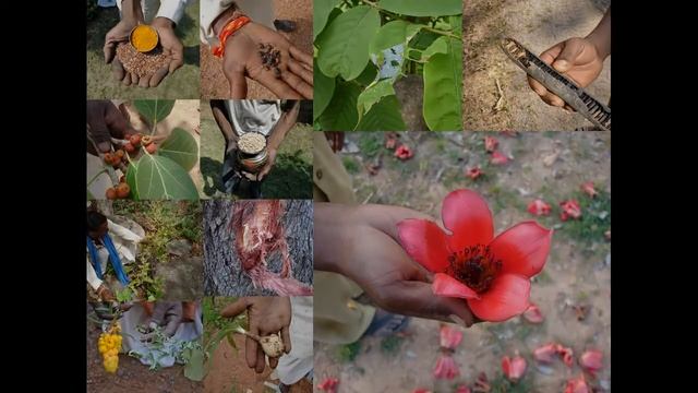 Medicinal Rice P5O Formulations For Eulalia Excess: Pankaj Oudhia's Medicinal Plant Database