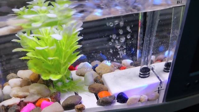 *MINI* Desktop Fish Tank REVIEW... (The Worst Aquarium On AMAZON)