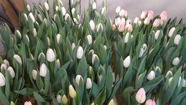 Выгонка тюльпана. 24.02.2024 смотреть онлайн