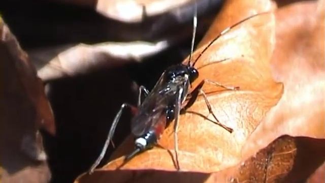 Agrothereuthes abbreviatus lumek смотреть онлайн