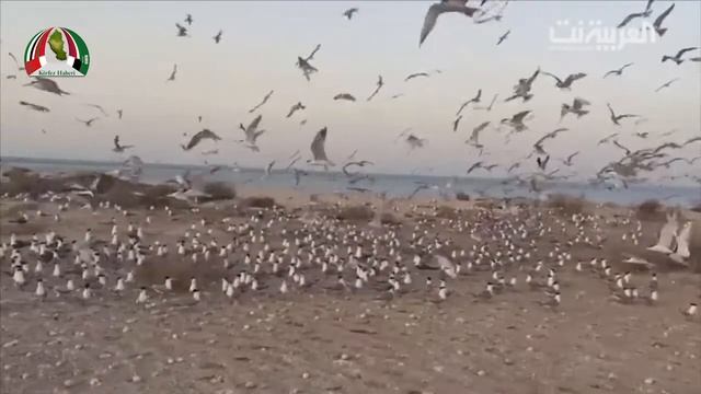 Suudi Arabistan'daki Kuş Göçü Böyle Görüntülendi