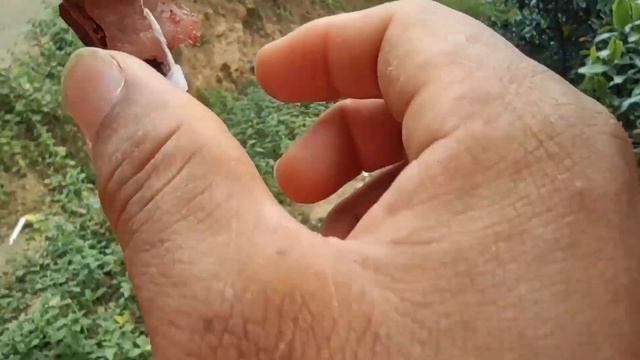 REMOVING VESPA MANDARINIA NEST,ASIAN GIANT MURDER HORNET, WASP NEST REMOVAL,EUROPEAN HORNET NEST