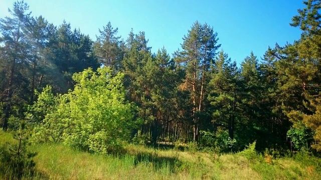 8 июня в Мокве, в лесу - 3 смотреть онлайн