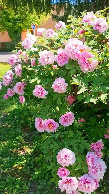 Совместимость РАК - ДЕВА смотреть онлайн