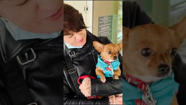 Мася — это очаровательная маленькая собачка, которая обожает путешествия смотреть онлайн