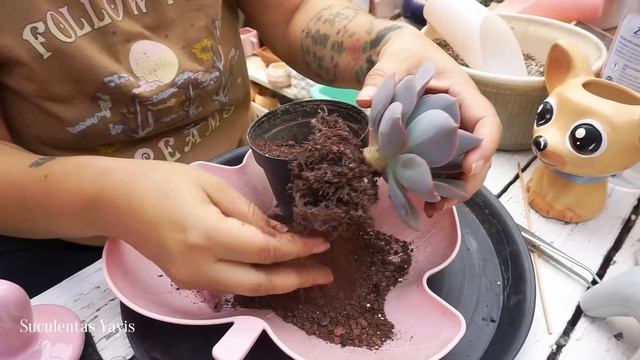 Suculentas, les tocó poda por no trasplantar a tiempo 😖 смотреть онлайн